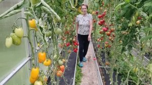 Сбор помидоров в теплице  21.08.26г.