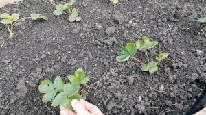 Клубника осенью после посадки: чем подкормить и обрабатать
