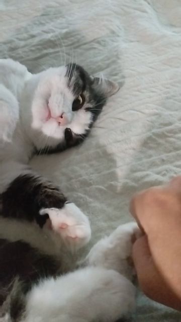 смешные животные котики