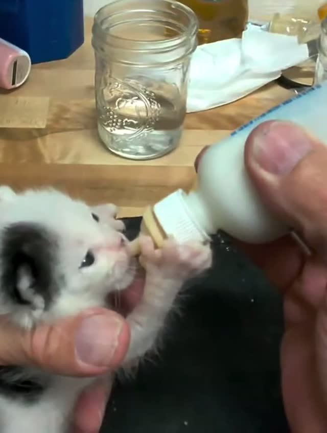 Забота о крошечном котенке (кормление и вытирание)