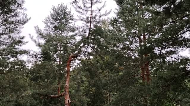 Зачем я пришел на Рутуб? И на что я не рассчитывал?