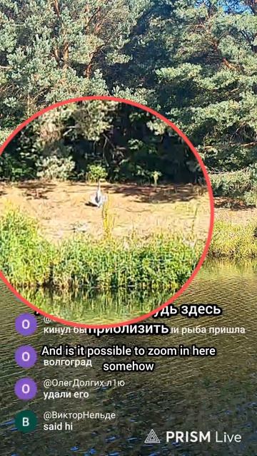 цапля загорает на рыбалке