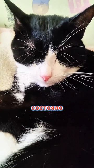 🤔 Если бы коты ходили на работу