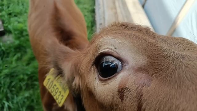 Готовлю кабачковую икру.Чем обшит наш дом. Жизнь в деревне.