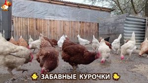 Забавные курочки несушки во дворе и курятнике очень счастливы 🥚😂🐥 (21)