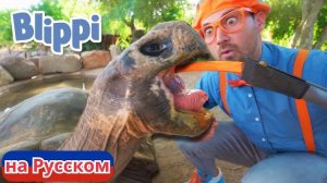 Блиппи посещает Зоопарк в Фениксе! Блиппи на Русском. Изучай этот Мир вместе с Блиппи