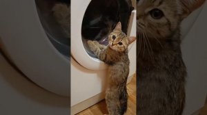 БУСОНИКС-Я МЕТИС!Клип на 60 подписчиков