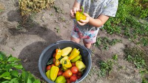 Как мы гуляли и урожай собирали #урожай
