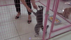 В Артёме гостит передвижной зоотеатр кошек из Санкт-Петербурга
