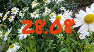 Лунный Календарь Комнатного Цветовода с24.08-30.08.26г.