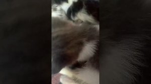 котики