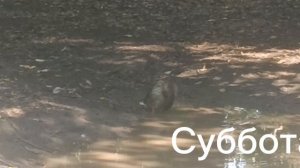 НУ ВОТ И СУББОТА. ВСЕМ ХОРОШИХ ВЫХОДНЫХ.