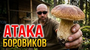 ГРИБЫ БУДУТ РАСТИ У ДОМА! Секрет мощной грибницы от «Вольных Людей».