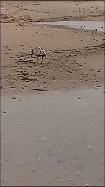Море. Птицы.