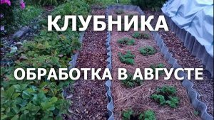 Обработка клубники в августе