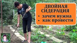 Двойная сидерация: как за один сезон оздоровить почву на огороде