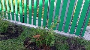 Сажаю и пересаживаю туи.