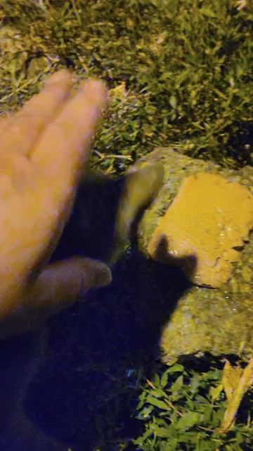 Приехал за продуктами, и, как всегда, меня дружище встречает.