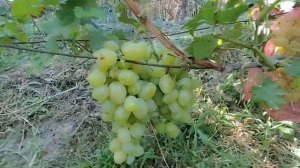 Юдифь. Донское Казачество