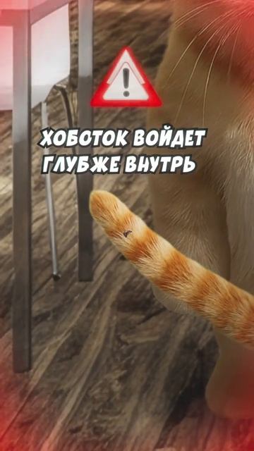 ЧТО ДЕЛАТЬ, ЕСЛИ УКУСИЛ КЛЕЩ? Кисы объясняют 🤓 ☝️   А вас кусал