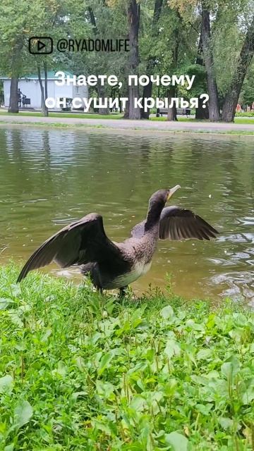 Баклан в парке Гагарина в Самаре! Утки в шоке. С Волги прямо в парк #баклан #рядомлайф #самара