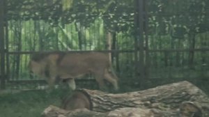 HKGZ2858_21.08.2026-Видео от Светланы