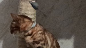 КОШЕЧКА ЛЮСЬКА ИГРАЕТ
