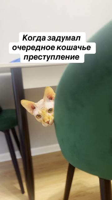 Негодник