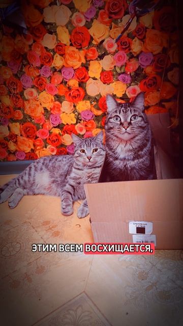 #котики