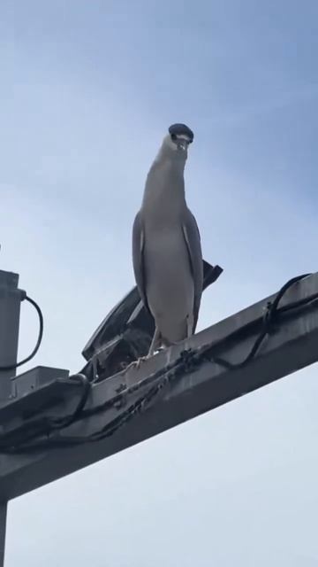 Результат употребления в пищу слишком свежей рыбы
подпишись 👆 👆 👆