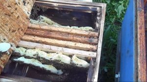 Пересаживаю пойманный рой 5