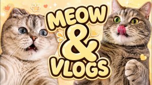 МИЛЫЕ КОШКИ НАСТОЯЩЕЕ МЯУ История 🎣 😺 🐈 Пушистые видеоблоги №52# Папа учит кошек ловить рыбу!