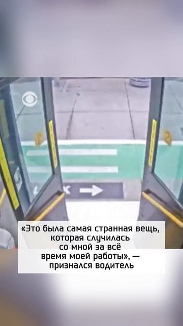 Козочки решили прокатиться на автобусе