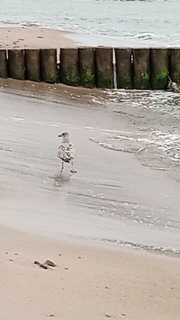 Красивая чайка ходит по берегу Балтийского моря
