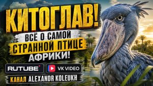 КИТОГЛАВ! ВСЯ ПРАВДА О САМОЙ СТТРАННОЙ ПТИЦЕ АФРИКИ!