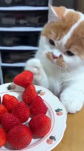 Подборка милых кошек 🐱