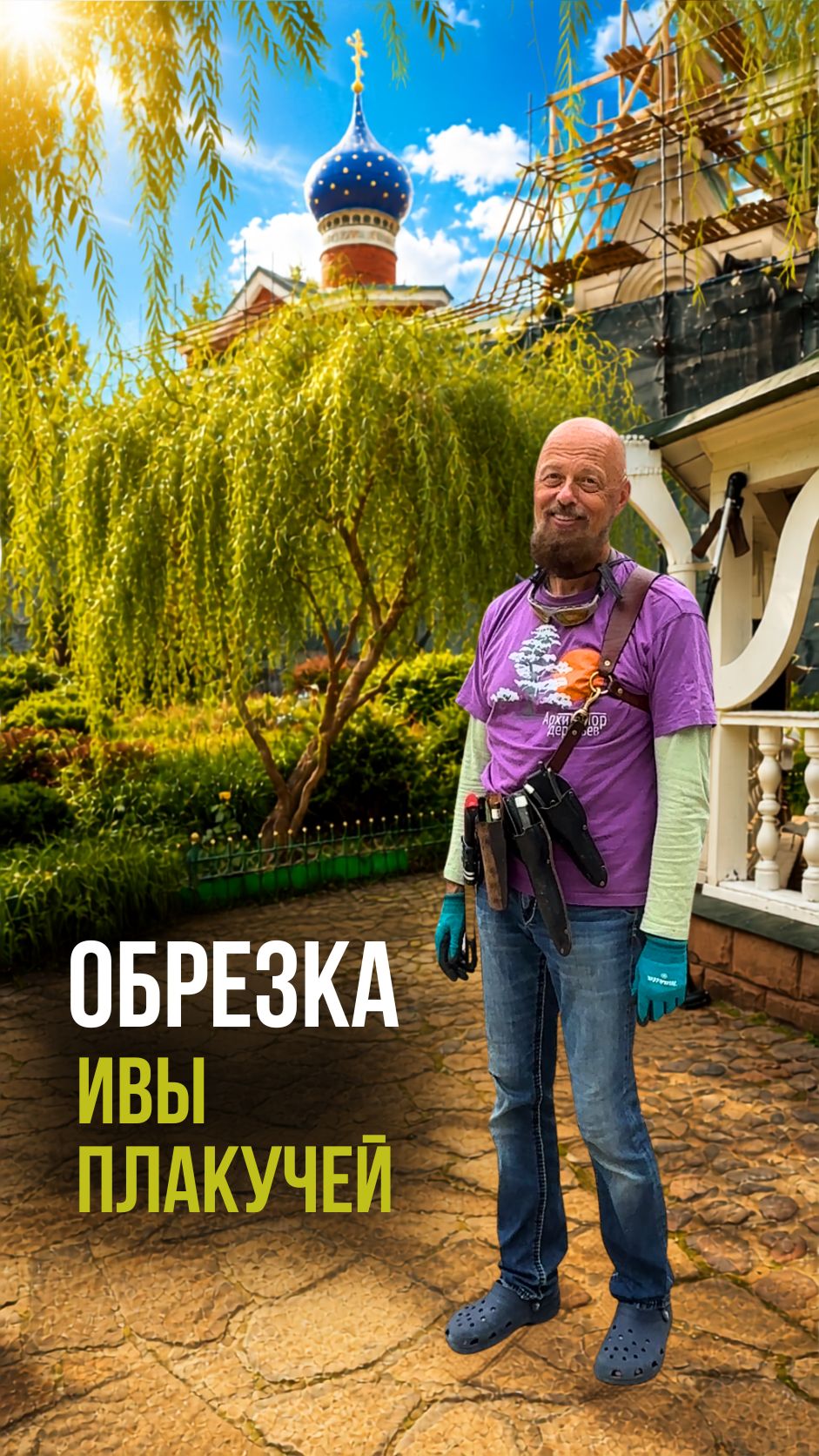 Обрезка ивы плакучей