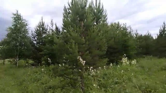 как красиво поют птицы в лесу