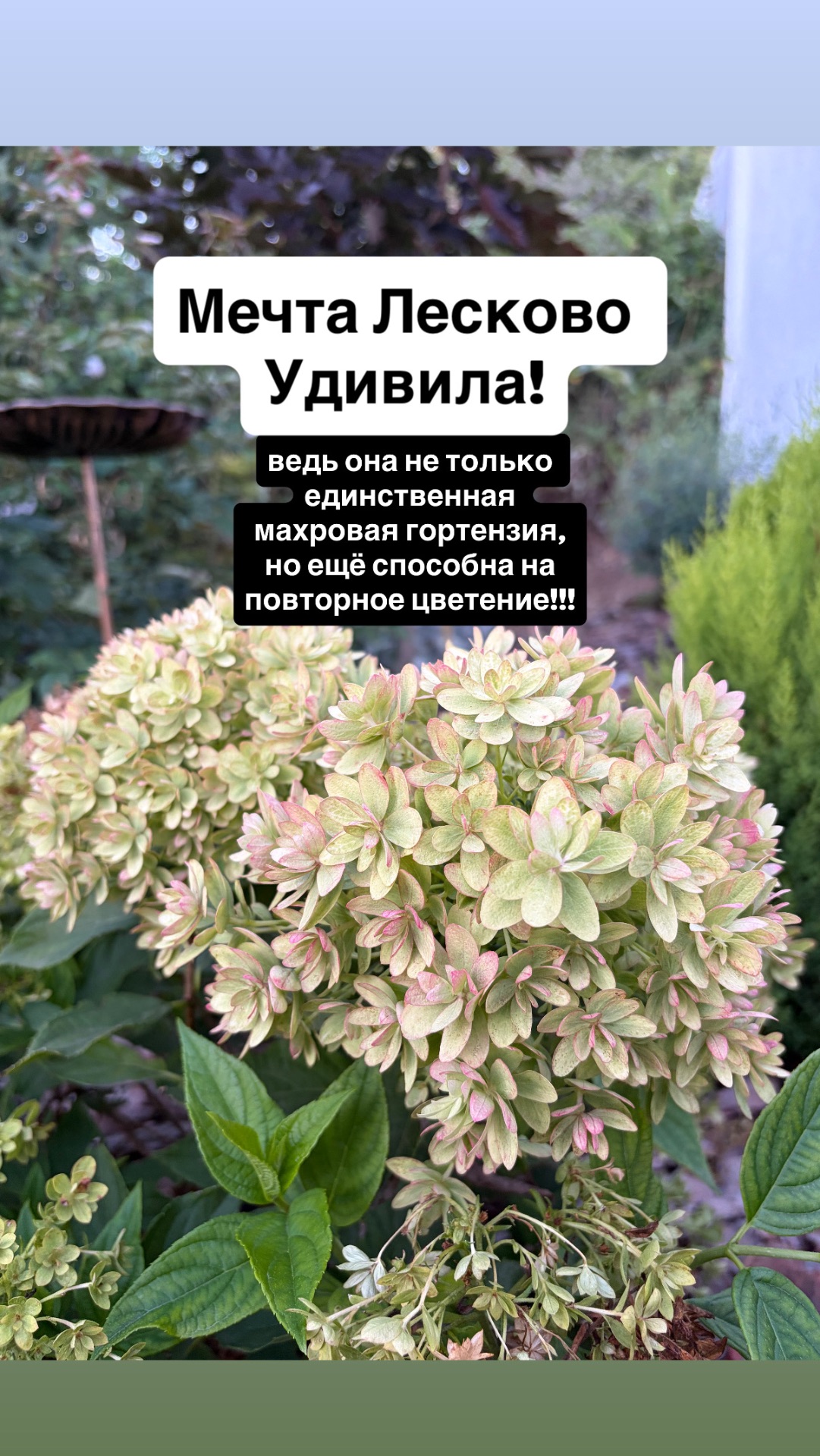 Мечта Лесково Удивила, единственная махровая гортензия, способна на повторное цветение ремонтантная