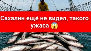 #Сахалин,стая 🐟Тунца попалось в рыболовную сеть!