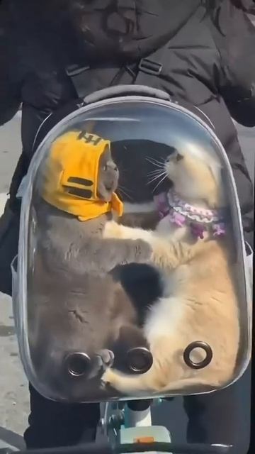 драка котов