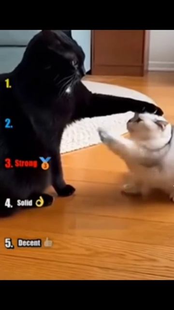смешные котики