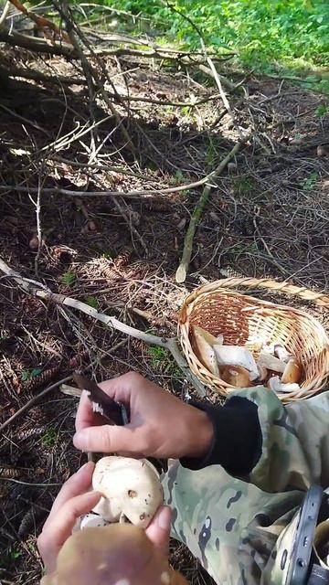 НАСОБИРАЛИ БЕЛЫХ ГРИБОВ 🍄🍄🍄МОРЕ #ЛЕС#ГРИБЫ