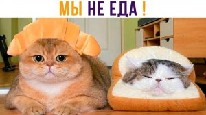 ХВАТИТ ЭТО ТЕРПЕТЬ!))) Приколы с котами