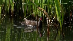 Камышница и птенчик водорослях, а рядом лесные голуби вяхири наблюдают