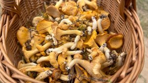 Лисички на Селигере: собрали корзинку всего за ПОЛЧАСА 🍄🍄