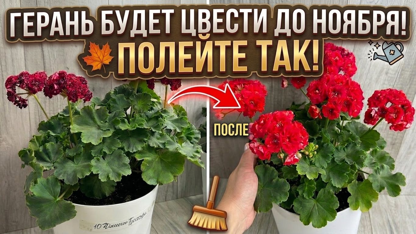 Герань в Августе полейте так и шапки будут до Ноября!