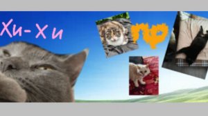 Передаю привет подписчикам! Такого ещё не было!!! Кошка Мила говорящая кошка