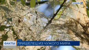 Обработку растений от американской белой бабочки проведут на 170 га в Сочи