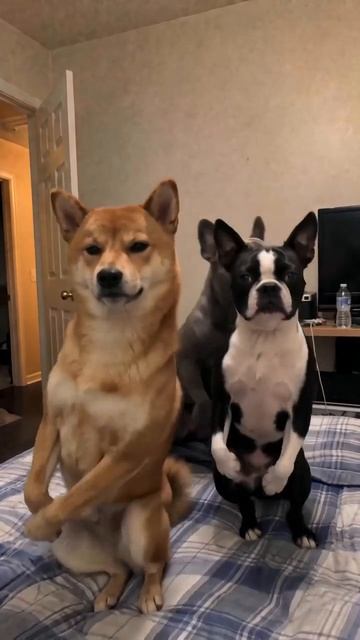 3 пса 3хпрр